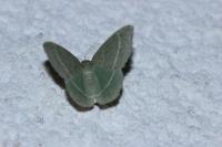 Chlorissa
