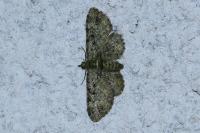 Pasiphila rectangulata