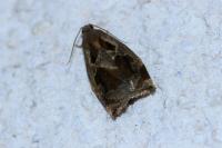 Archips crataegana