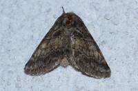 Gluphisia crenata
