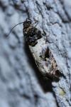 Gypsonoma sociana