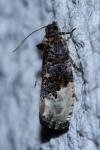 Hedya nubiferana