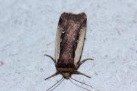 Ochropleura plecta