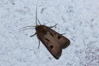 Agrotis exclamationis