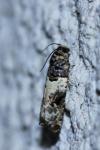 Gypsonoma sociana