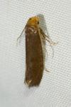 Cephimallota crassiflavella