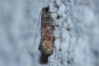 Clavigesta purdeyi