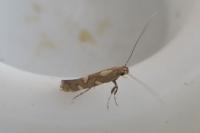 Calybites phasianipennella