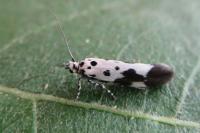 Ethmia quadrillella