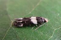 Recurvaria leucatella