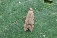 Teleiodes vulgella