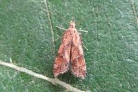 Brachmia blandella