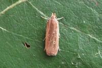 Helcystogramma triannulella