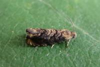 Grapholita janthinana