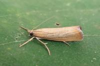 Agriphila straminella