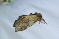 Notodonta ziczac