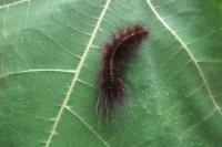 Spilosoma lubricipeda