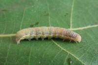 Lacanobia oleracea