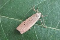 Pelosia muscerda