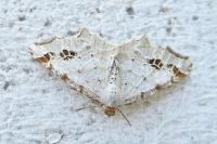 Macaria notata