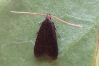 Lecithocera nigrana