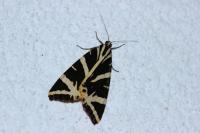Euplagia quadripunctaria
