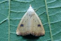 Rivula sericealis