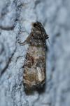 Piniphila bifasciana