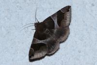Dysgonia algira