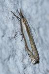 Crambus pascuella