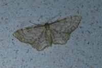 Idaea fuscovenosa