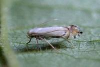 Phyllocnistis