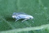 Phyllocnistis