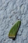 Earias clorana