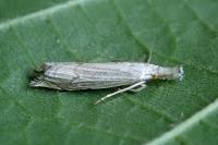 Metacrambus carectellus