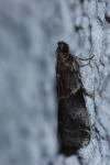 Acrobasis suavella