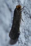 Cephimallota crassiflavella