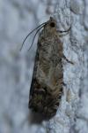 Cydia splendana