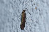Oncocera semirubella