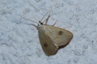 Rivula sericealis