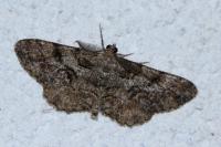Peribatodes secundaria
