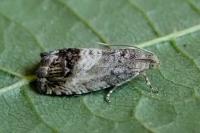 Cydia splendana