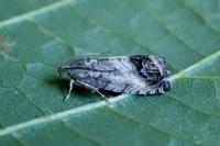 Cydia splendana