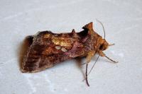 Chrysodeixis chalcites