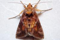 Chrysodeixis chalcites