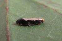 Monopis obviella