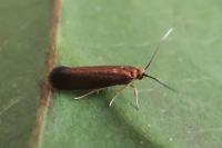 Roeslerstammia erxlebella