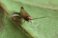Roeslerstammia erxlebella