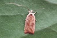 Agonopterix nervosa