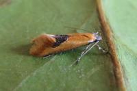 Batia lambdella